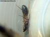 Camponotus borellii_1
