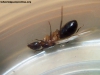 Camponotus borellii_2