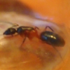 C. Atriceps