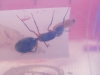 Camponotus con larva
