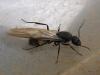 Camponotus