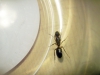 Camponotus_Matias_1