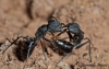 Camponotus morosus
