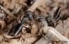 Camponotus morosus