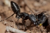 Camponotus morosus