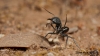 Camponotus morosus