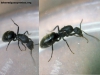 Camponotus_25_Nov_1