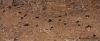 Camponotus morosus, campo de lucha