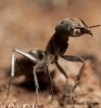 Camponotus morosus