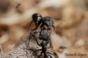 Camponotus morosus