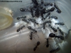 Camponotus sp Lucrecia_30_Dic_1
