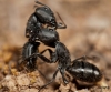 Camponotus morosus