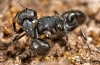 Camponotus morosus