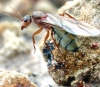 Camponotus Rosariensis