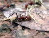 Camponotus Rosariensis