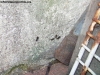 Camponotus_a6
