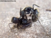 Camponotus_a7