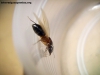 Camponotus borellii_Enero_21