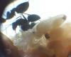 Camponotus chilensis Huevos y Larvas y capullos