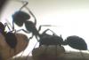 Camponotus chilensis Obrera y Soladado al fondo