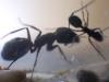 Camponotus chilensis Obrera y Soldado