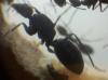 Camponotus chilensis Reina