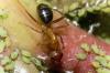 Camponotus floridanus para identificar