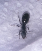 Camponotus foto 1