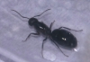 Camponotus foto 2