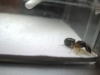 Camponotus barbaricus, reina