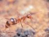 minor de Camponotus maculatus