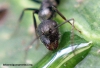 Camponotus_punctulatus_7