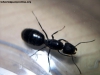 Reina Camponotus sp_1