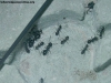 Camponotus sp Lucrecia_4_Mar_17_1
