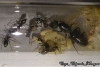 Camponotus crassus
