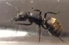Rein de hormiga carpintera o Camponotus Mus