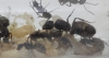 Camponotus mus 02