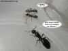 Camponotus sexguttatus #2