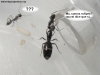 Camponotus sexguttatus #3