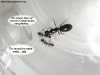 Camponotus sexguttatus #4