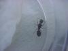 camponotus sp