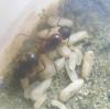 camponotus sp