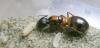 camponotus  sp