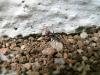camponotus  sp