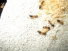 Obreras camponotus