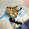 3 nurses camp sp2 3