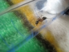 obrera camponotus