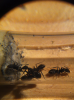camponotus chilensis