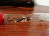 Camponotus Vagus