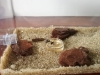 Camponotus Vagus